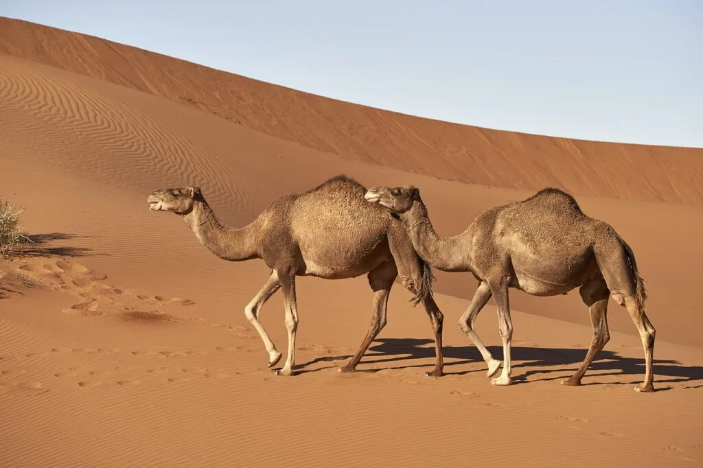 Photo de deux dromadaires marchant dans un désert de sable rouge orangé du Sahara.