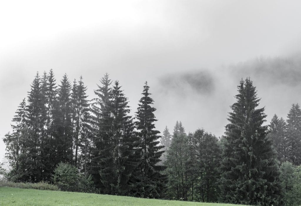 De nombreux sapins dans la brume.