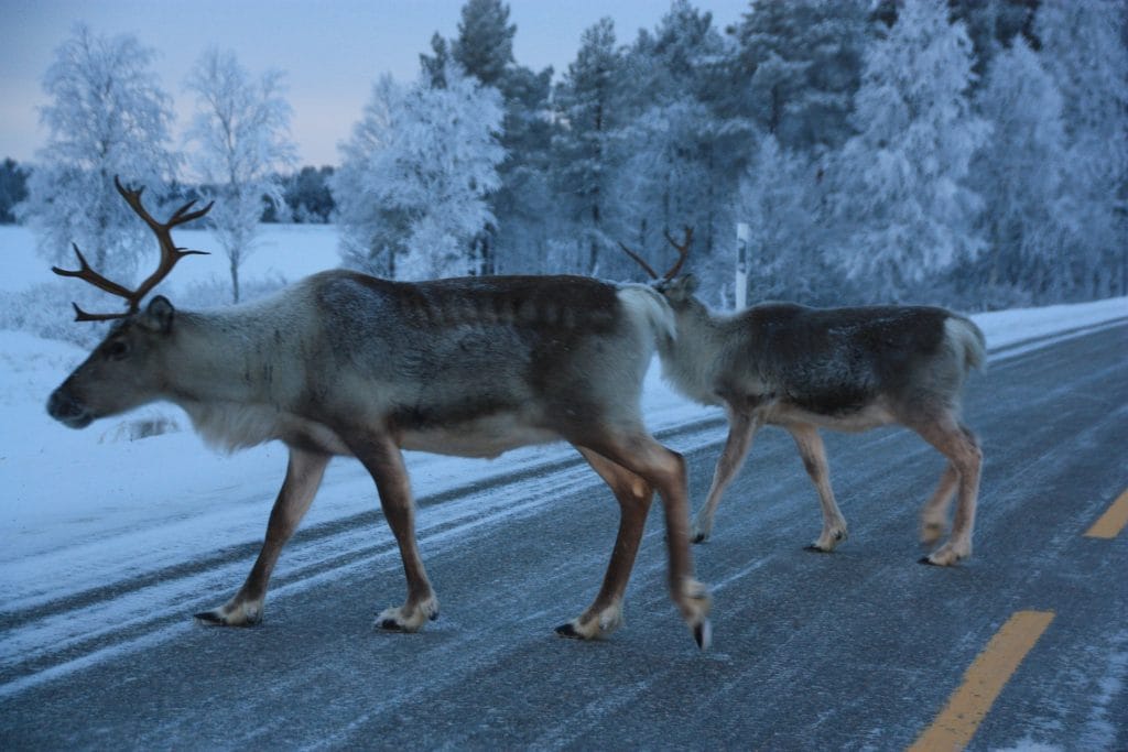 Deux rennes traversant une route dans un paysage naturel enneigé.