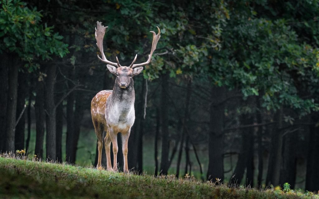 Un cerf, vu de face, dans une forĂŞt.