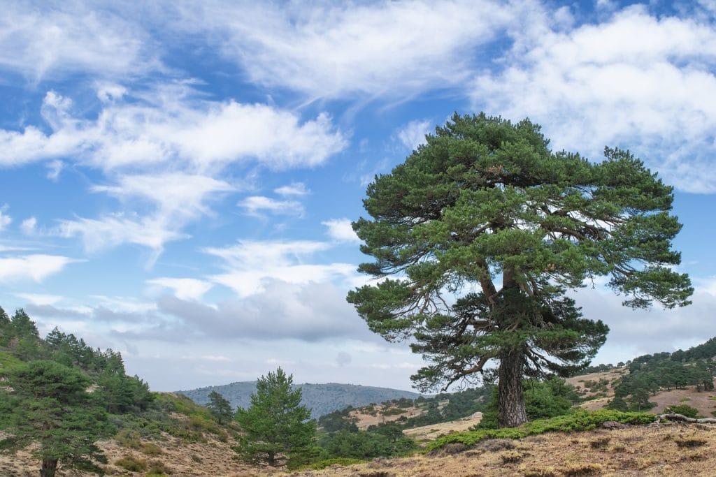 Un pin dans un paysage de montagne.